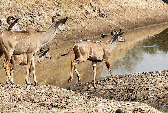 South Luangwa NP