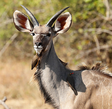 South Luangwa NP