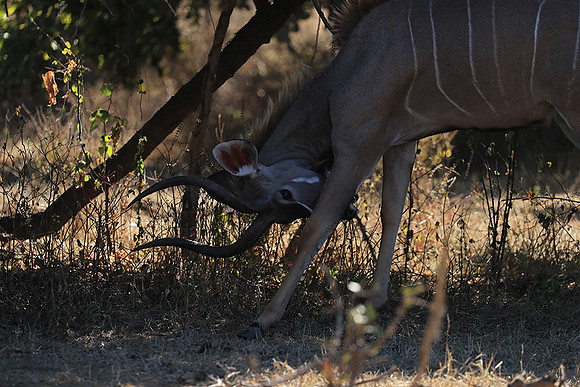 Lower Zambezi NP