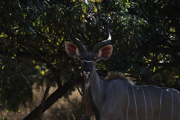 Lower Zambezi NP