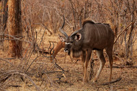 Matetsi private game reserve