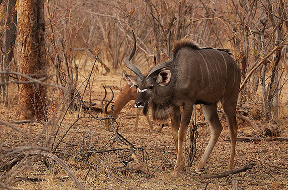 Matetsi private game reserve