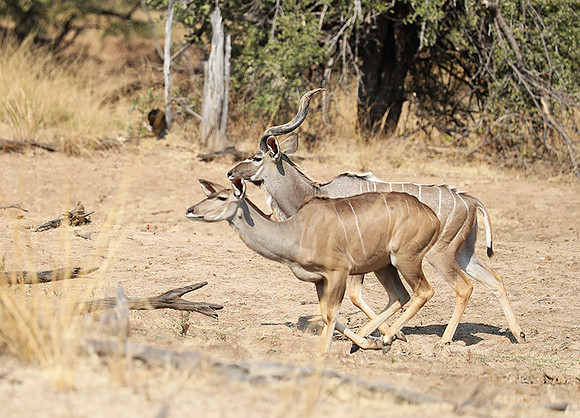 South Luangwa NP