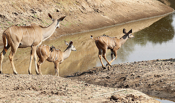 South Luangwa NP