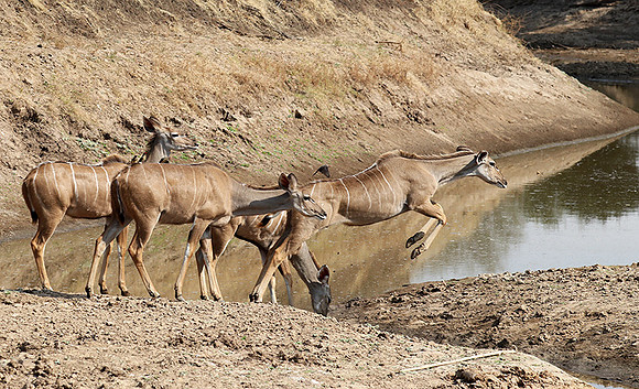 South Luangwa NP