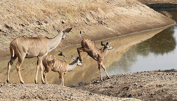 South Luangwa NP