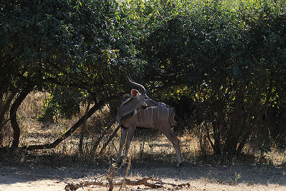 Lower Zambezi NP