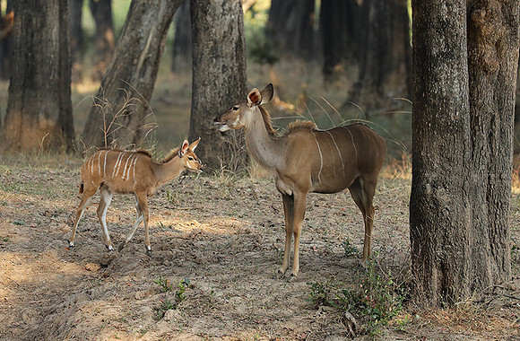 South Luangwa NP