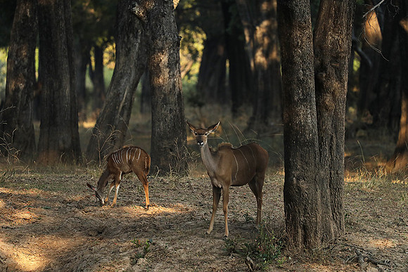 South Luangwa NP