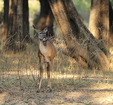 South Luangwa NP