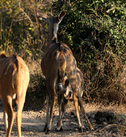 South Luangwa