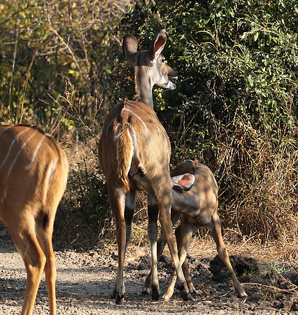 South Luangwa