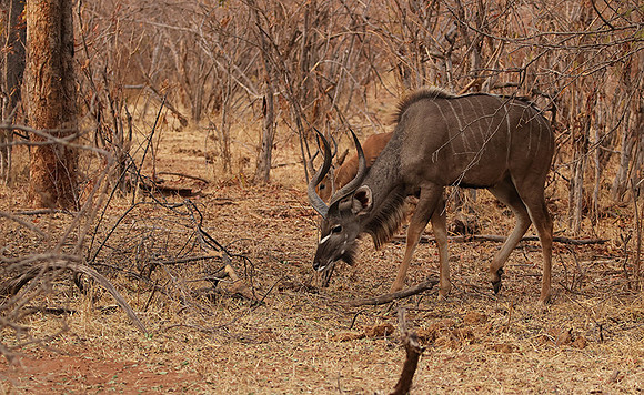 Matetsi private game reserve