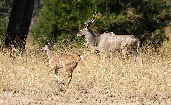 South Luangwa NP