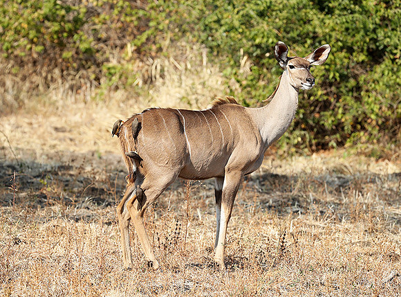 South Luangwa NP
