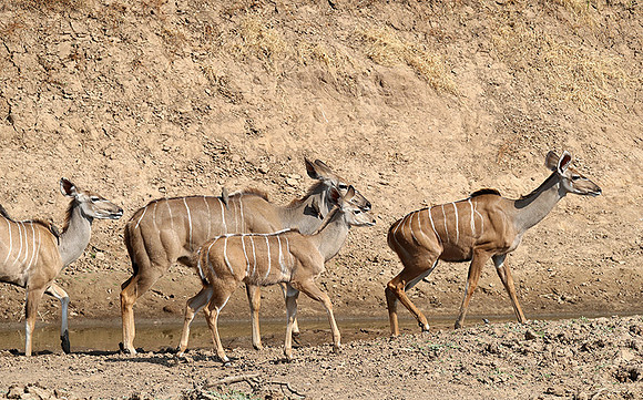 South Luangwa NP