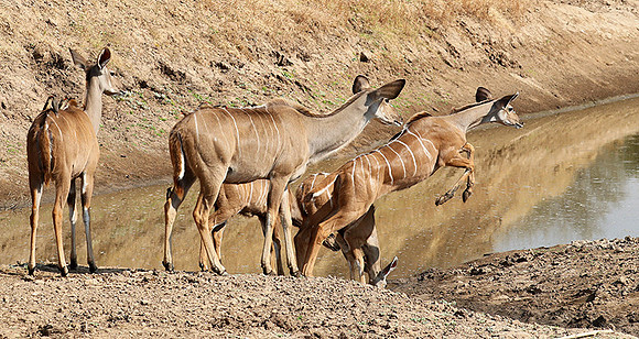 South Luangwa NP