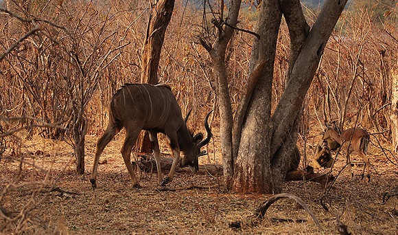 Matetsi private game reserve