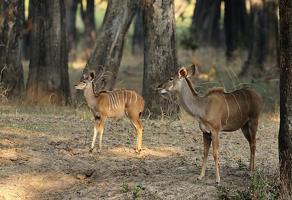 South Luangwa NP