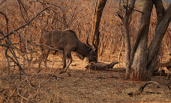 Matetsi private game reserve