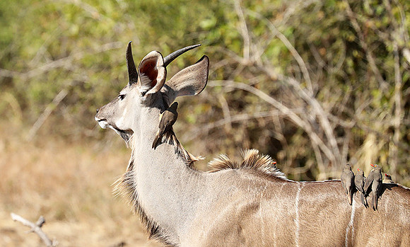 South Luangwa NP