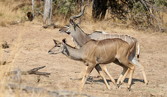 South Luangwa NP