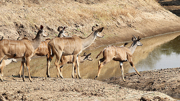 South Luangwa NP