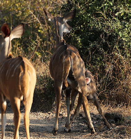 South Luangwa