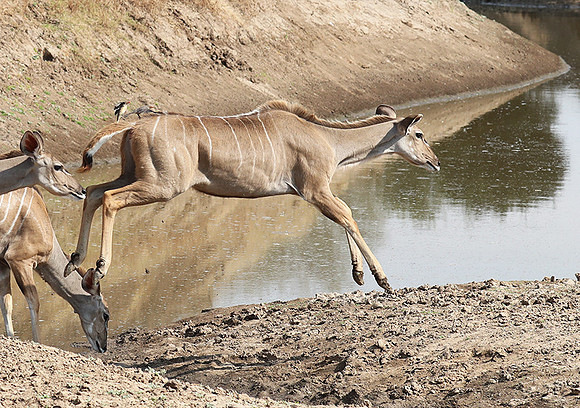 South Luangwa NP