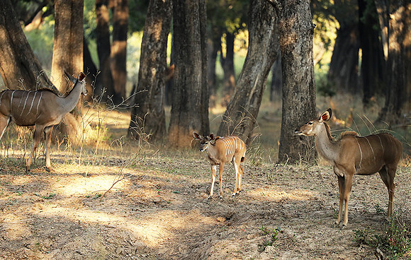South Luangwa NP