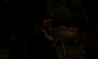 South Luangwa