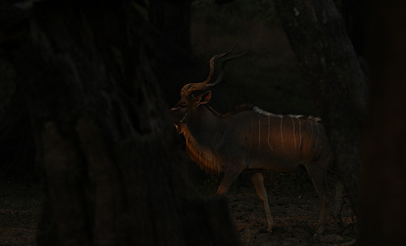 South Luangwa