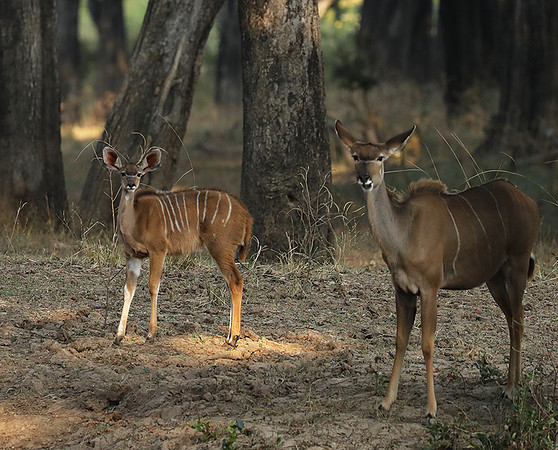 South Luangwa NP