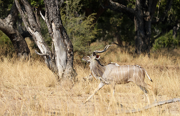 South Luangwa NP