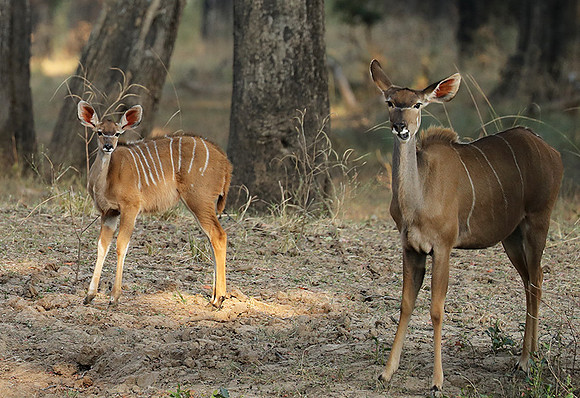 South Luangwa NP