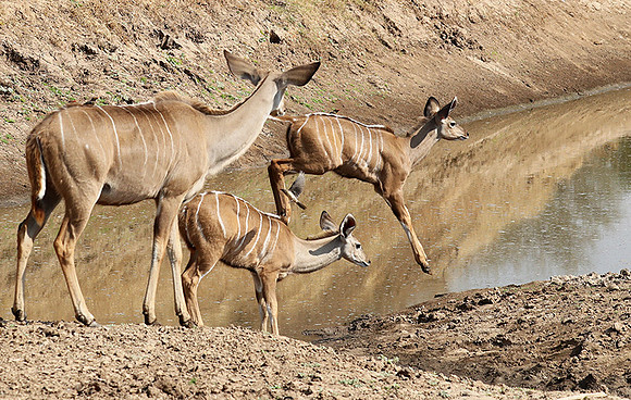 South Luangwa NP