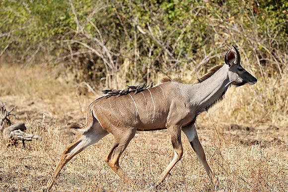 South Luangwa NP