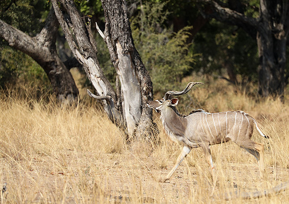 South Luangwa NP