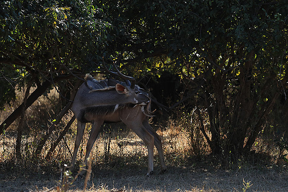 Lower Zambezi NP