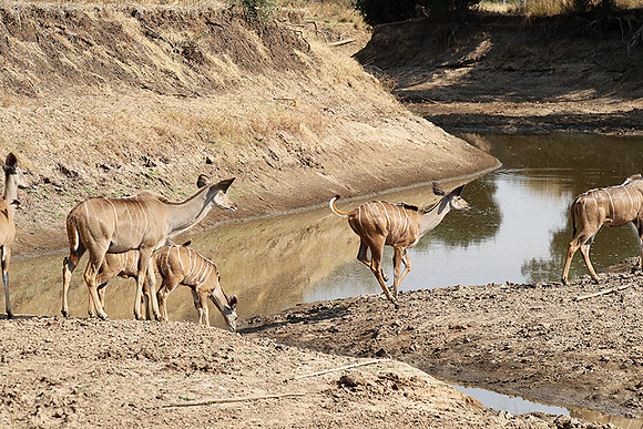 South Luangwa NP