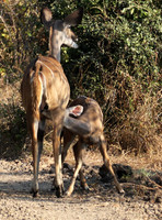 South Luangwa
