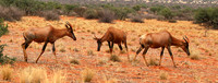At Tswalu Kalahari private game reserve
