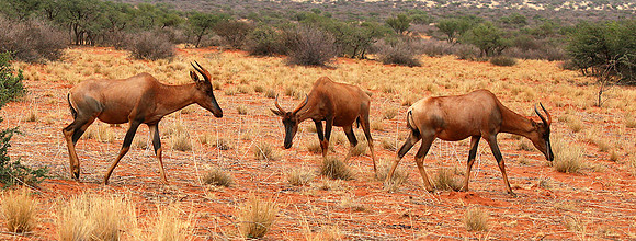 At Tswalu Kalahari private game reserve