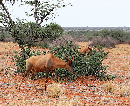 At Tswalu Kalahari private game reserve