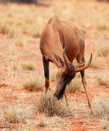 At Tswalu Kalahari private game reserve