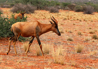 At Tswalu Kalahari private game reserve
