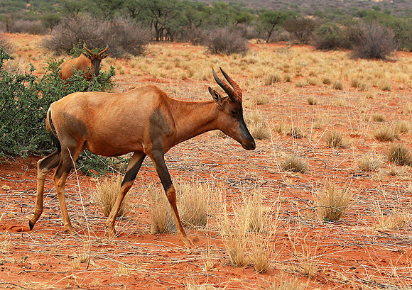 At Tswalu Kalahari private game reserve