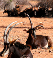 Sables (hippotraques noirs) at Tswalu Kalahari game reserve