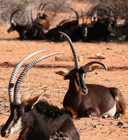Sables (hippotraques noirs) at Tswalu Kalahari game reserve