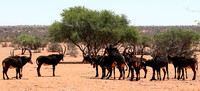Sables (hippotraques noirs) at Tswalu Kalahari game reserve